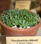 Выставка суккулентов в Ботсаду 04-07.10.2012