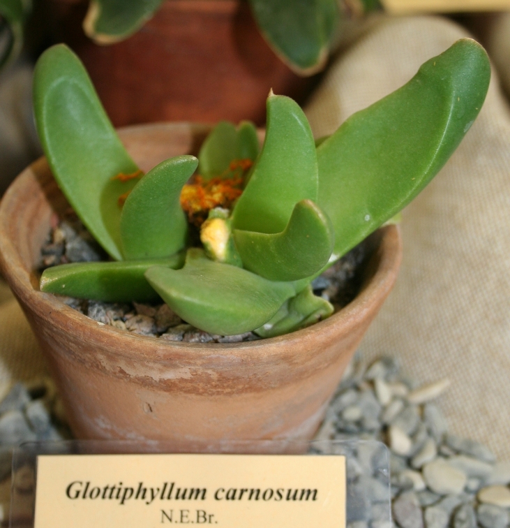 Выставка суккулентов в Ботсаду 04-07.10.2012