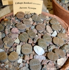 Выставка суккулентов в Ботсаду 04-07.10.2012