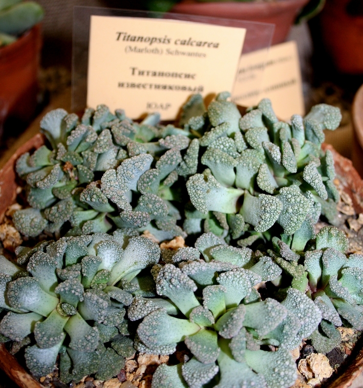 Выставка суккулентов в Ботсаду 04-07.10.2012