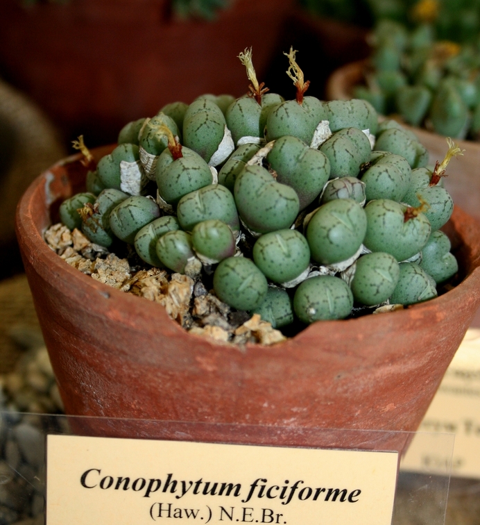 Выставка суккулентов в Ботсаду 04-07.10.2012