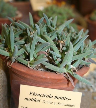 Выставка суккулентов в Ботсаду 04-07.10.2012