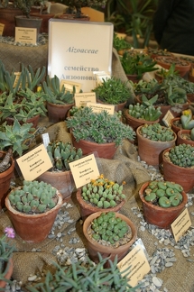 Выставка суккулентов в Ботсаду 04-07.10.2012