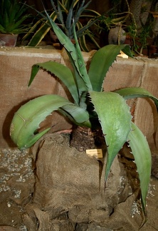 Выставка суккулентов в Ботсаду 04-07.10.2012