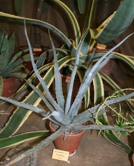 Выставка суккулентов в Ботсаду 04-07.10.2012