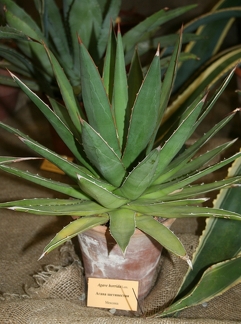 Выставка суккулентов в Ботсаду 04-07.10.2012