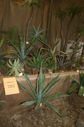 Выставка суккулентов в Ботсаду 04-07.10.2012