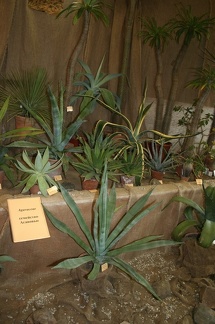 Выставка суккулентов в Ботсаду 04-07.10.2012