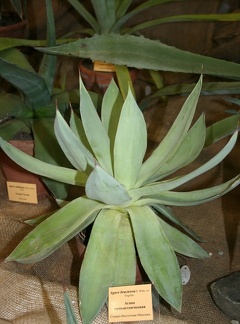 Выставка суккулентов в Ботсаду 04-07.10.2012