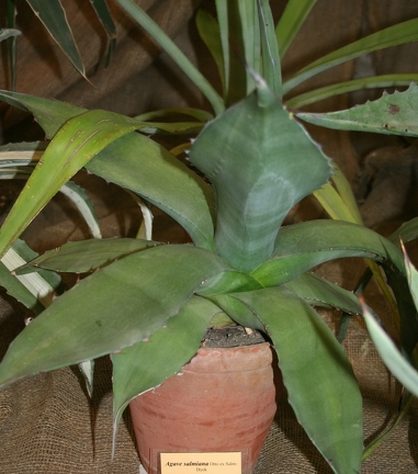 Выставка суккулентов в Ботсаду 04-07.10.2012