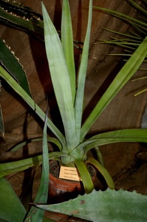 Выставка суккулентов в Ботсаду 04-07.10.2012