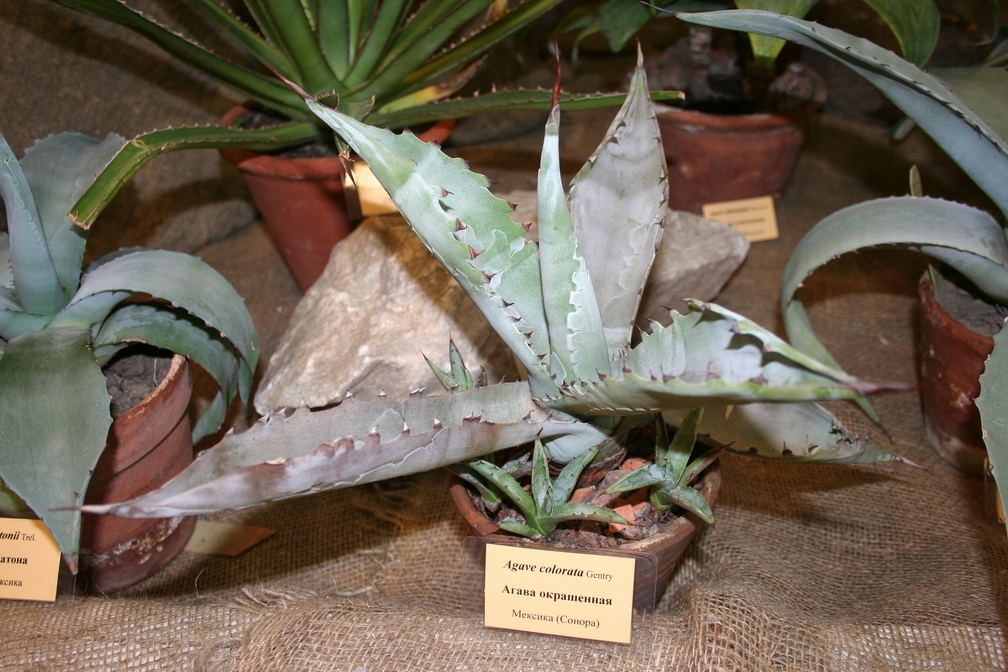 Выставка суккулентов в Ботсаду 04-07.10.2012