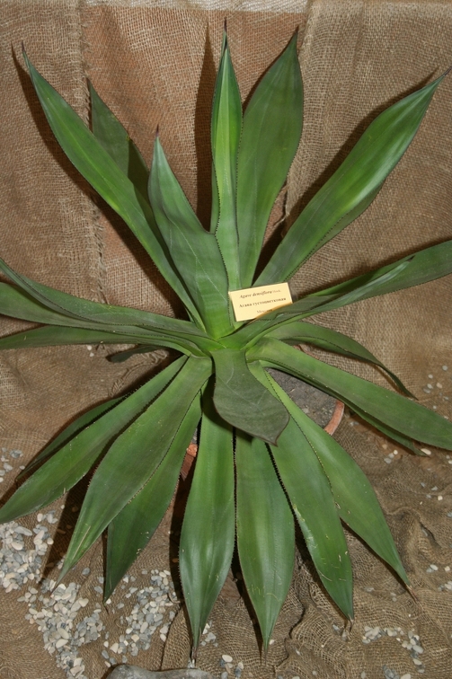 Выставка суккулентов в Ботсаду 04-07.10.2012