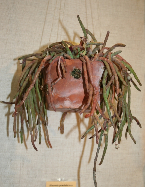 Выставка суккулентов в Ботсаду 04-07.10.2012