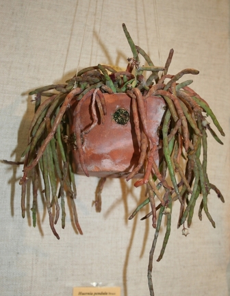 Выставка суккулентов в Ботсаду 04-07.10.2012