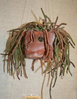 Выставка суккулентов в Ботсаду 04-07.10.2012