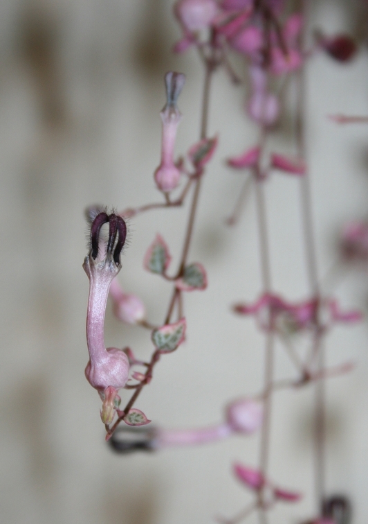 Выставка суккулентов в Ботсаду 04-07.10.2012