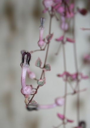 Выставка суккулентов в Ботсаду 04-07.10.2012