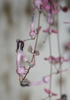 Выставка суккулентов в Ботсаду 04-07.10.2012