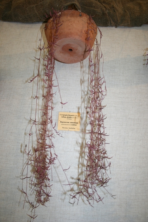 Выставка суккулентов в Ботсаду 04-07.10.2012