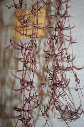 Выставка суккулентов в Ботсаду 04-07.10.2012