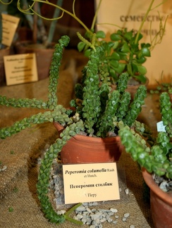 Выставка суккулентов в Ботсаду 04-07.10.2012