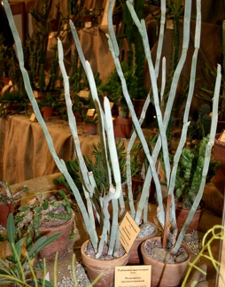 Выставка суккулентов в Ботсаду 04-07.10.2012