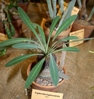 Выставка суккулентов в Ботсаду 04-07.10.2012