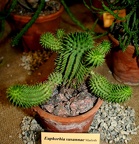 Выставка суккулентов в Ботсаду 04-07.10.2012