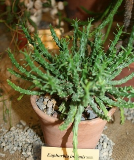 Выставка суккулентов в Ботсаду 04-07.10.2012