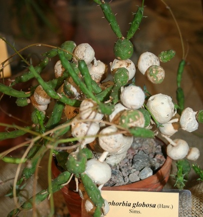 Выставка суккулентов в Ботсаду 04-07.10.2012