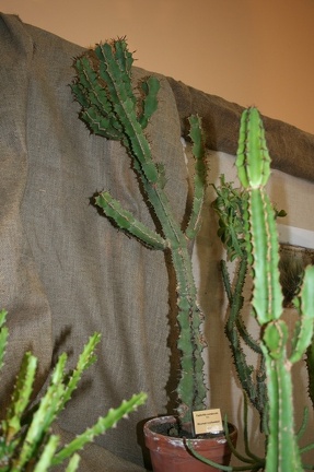 Выставка суккулентов в Ботсаду 04-07.10.2012