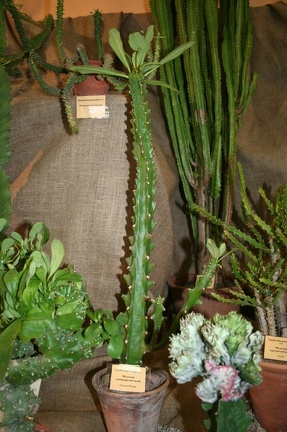 Выставка суккулентов в Ботсаду 04-07.10.2012