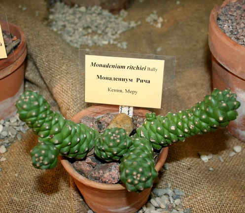 Выставка суккулентов в Ботсаду 04-07.10.2012