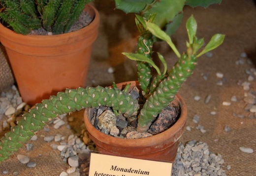 Monadenium heteropodium Pax N E Br (1513 відвідувань) Monadenium heteropodium Pax N E Br