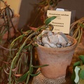 Monadenium rubellum F (1375 відвідувань) Monadenium rubellum F