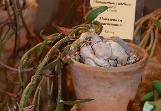 Monadenium rubellum F (1375 відвідувань) Monadenium rubellum F