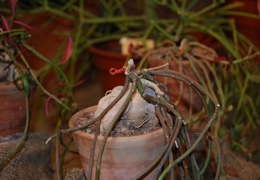 Monadenium rubellum Bally S Carter (1409 відвідувань) Monadenium rubellum Bally S Carter