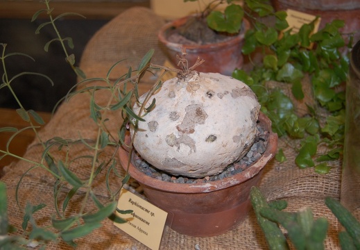 Raphionacme sp (1591 відвідувань) Raphionacme sp