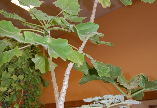 Uncarina grandidieri Leaves - (1560 відвідувань) Uncarina grandidieri Leaves -