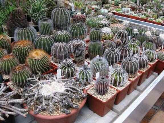 Выставка 1 мая 2009 (Донецк)