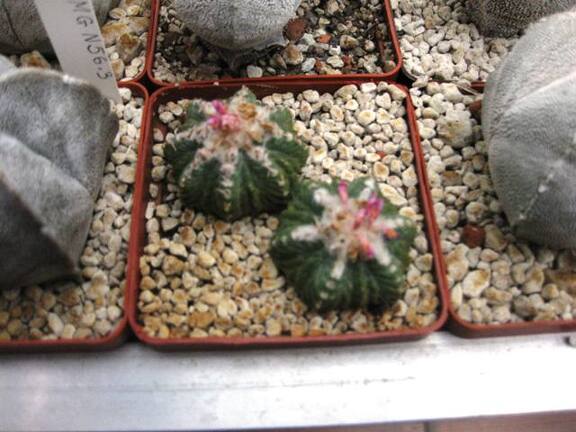 Выставка 1 мая 2009 (Донецк)