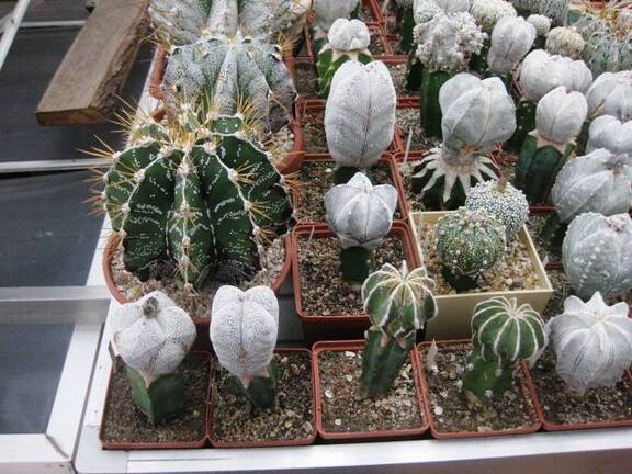 Выставка 1 мая 2009 (Донецк)