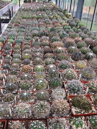 Выставка 1 мая 2009 (Донецк)