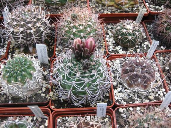 Выставка 1 мая 2009 (Донецк)