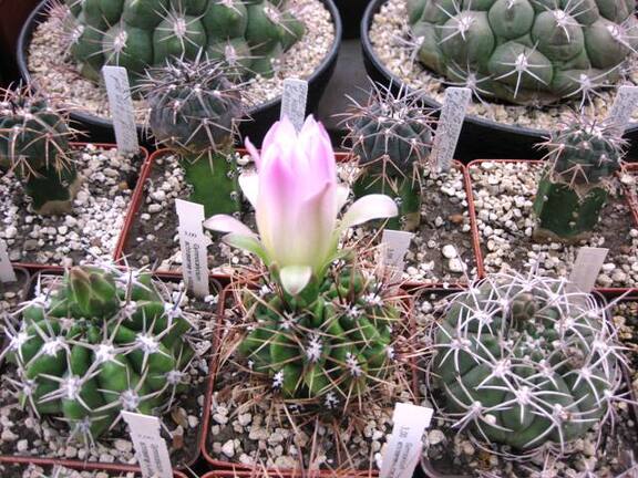 Выставка 1 мая 2009 (Донецк)