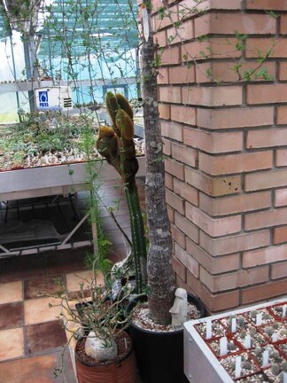 Выставка 1 мая 2009 (Донецк)