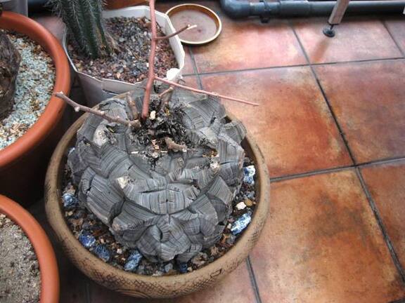 Выставка 1 мая 2009 (Донецк)