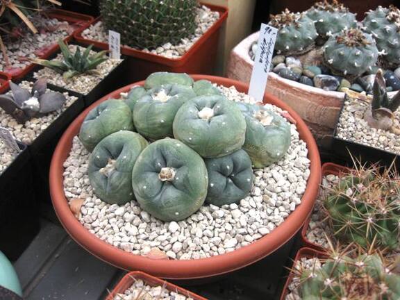 Выставка 1 мая 2009 (Донецк)