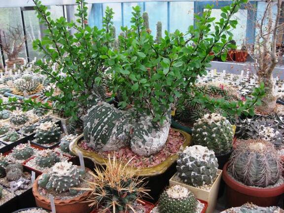 Выставка 1 мая 2009 (Донецк)